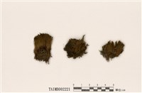 藏品(曲柄苔屬)的圖片